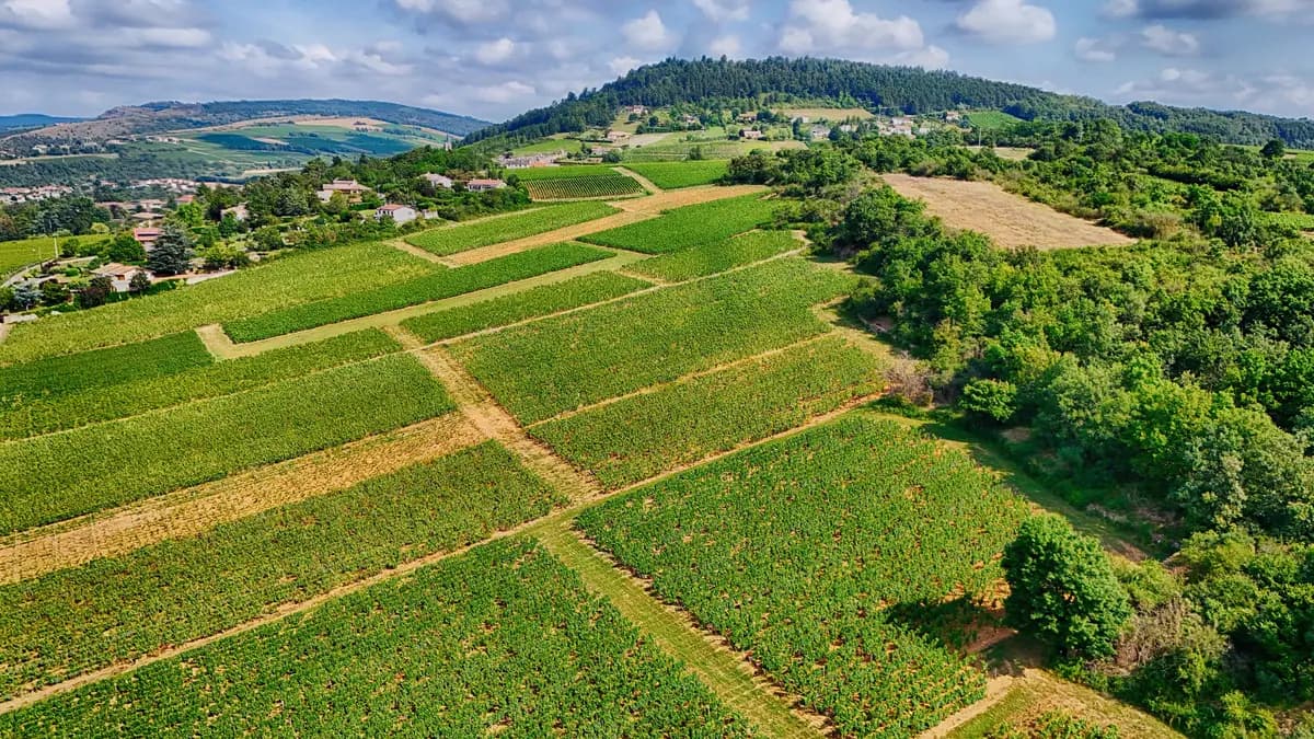 Wine Tasting Vineyard Tour — Private Tour with a WeCare Guide